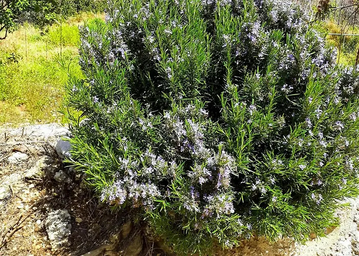 Sto Dimeiko بيت للعطل *